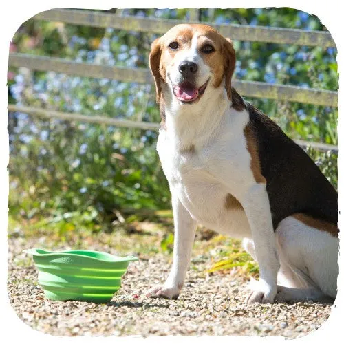 Beco Collapsible Travel Bowl
